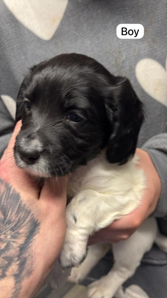 Beautiful sprocker pups ready to leave Tuesday the 10th