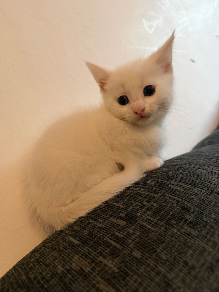 2 white kittens for sale 