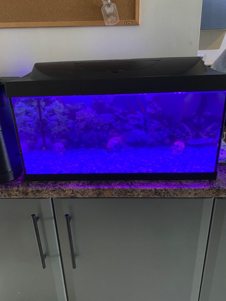 Fish tank set up Inc 1x fancy gold fish 
