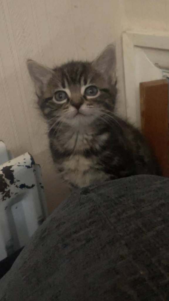 Kittens 2 female available now