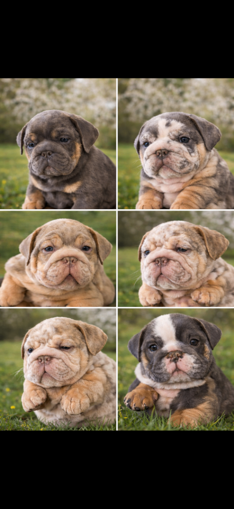 Bulldogs 