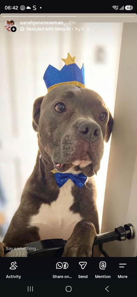  Lovely Male Dog Looking for a New Home