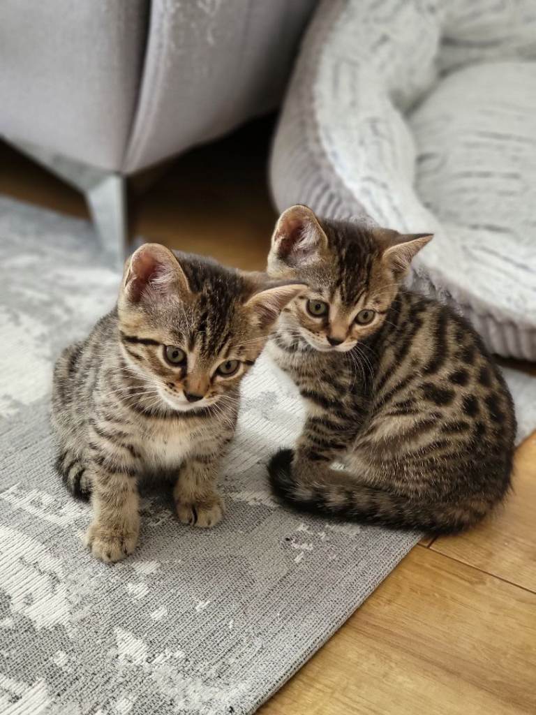 Beautiful Bengal Cross  BSH Kittens
