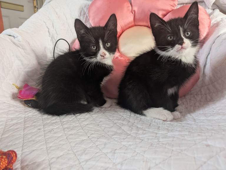Fluffy kittens for sale 
