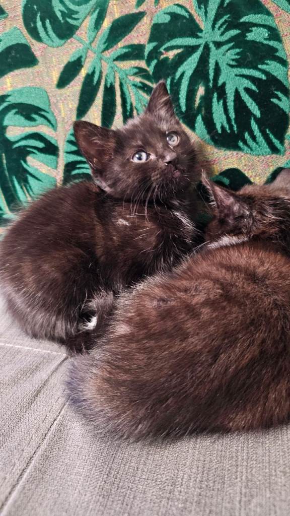 Kittens for sale £150 each