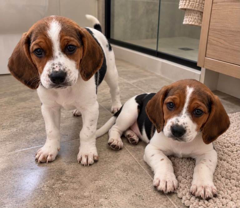 Beagle puppies | in Hackney, London | Gumtree