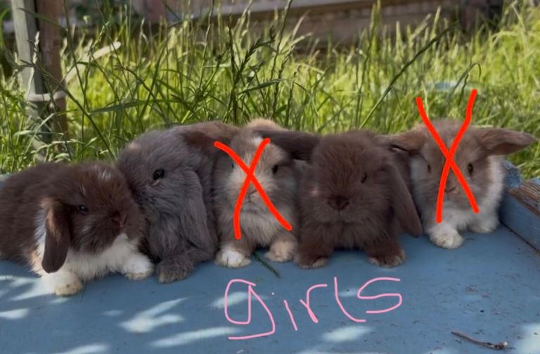 4 mini lop babies left