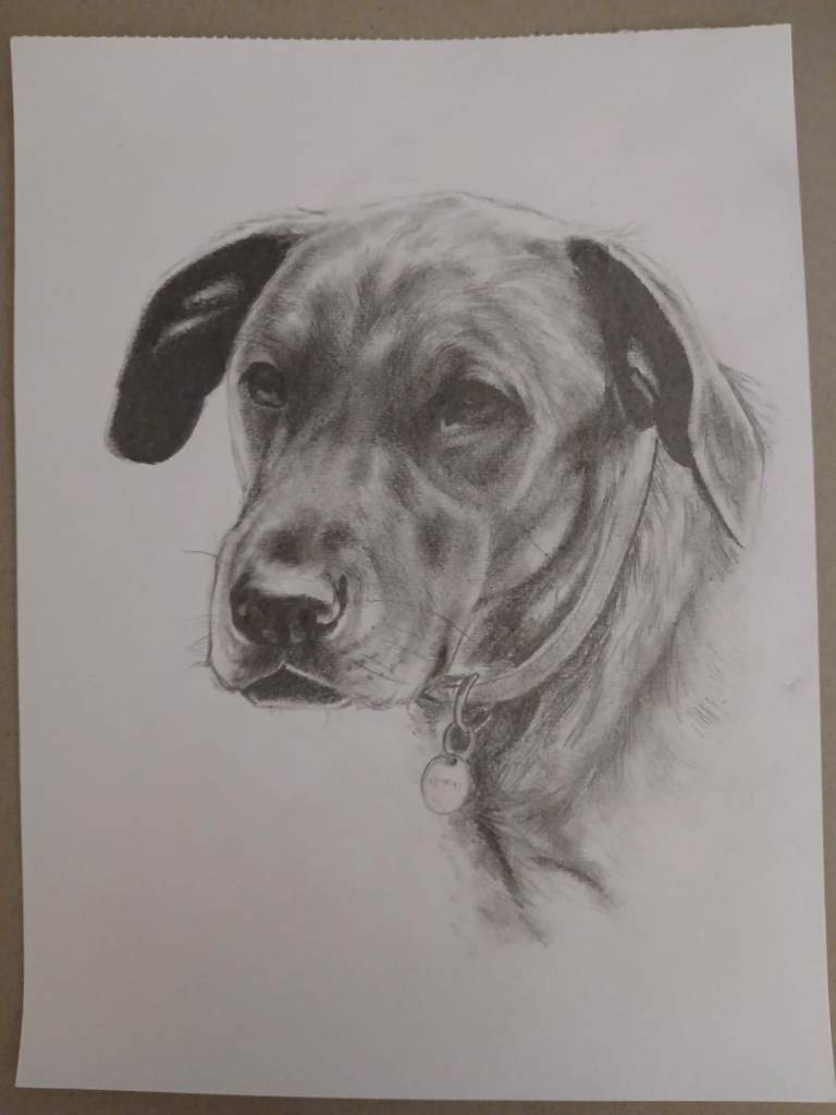 Custom Pet Portraits, Hand-Drawn from a Photo