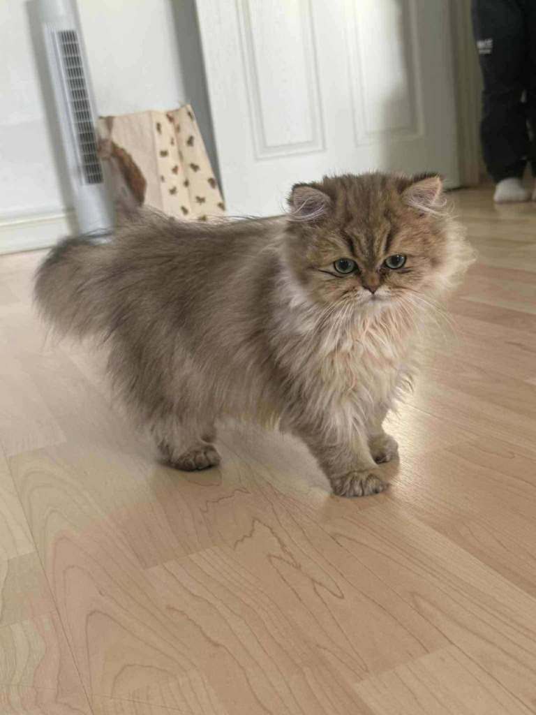 Chinchilla Persian 
