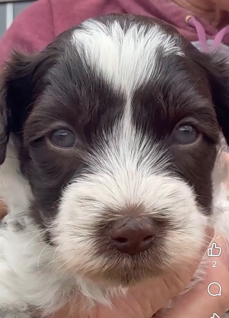 Yorkiepoo pups for sale 