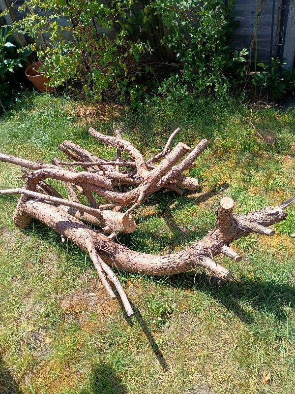 Free wood