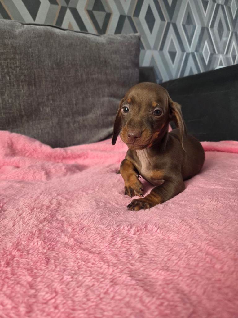 Miniature Dachshund pups 