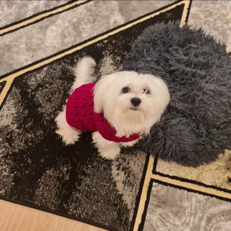Lovely Bichon Maltese 