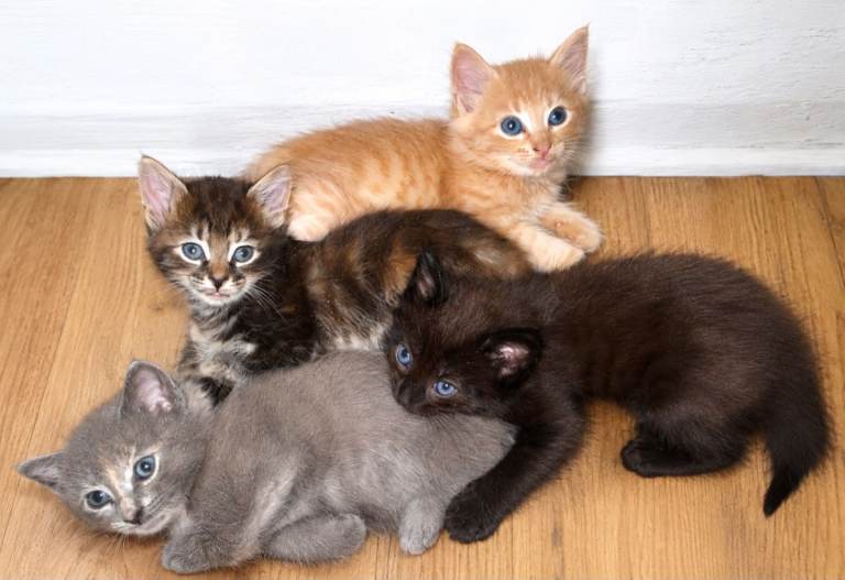  Adorable kittens looking for loving homes