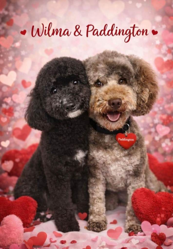 Mini poochon puppys. 