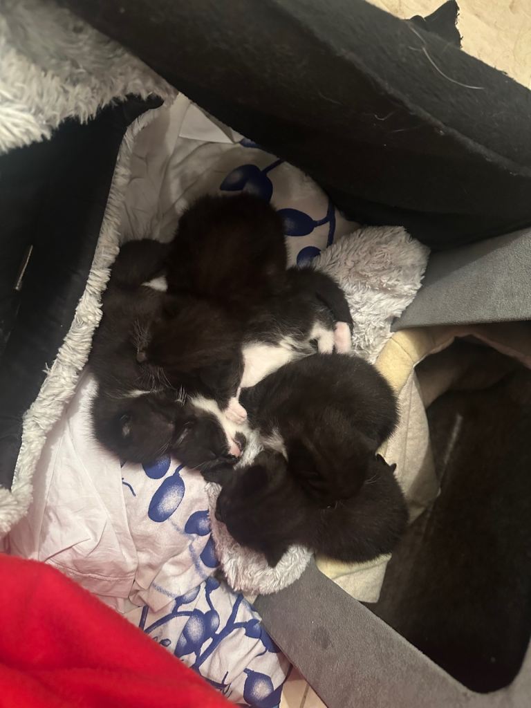 ⚫⚪ FIVE TINY TROUBLEMAKERS SEEKING STAFF (Permanent Positions Available) ⚪🖤