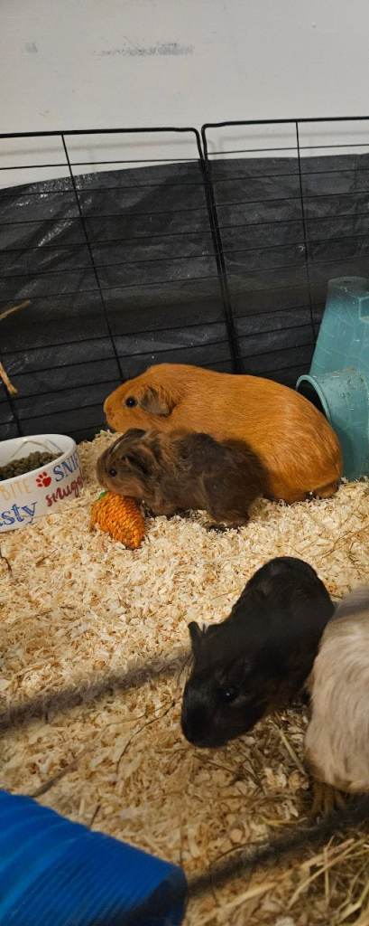 Guinea pigs 