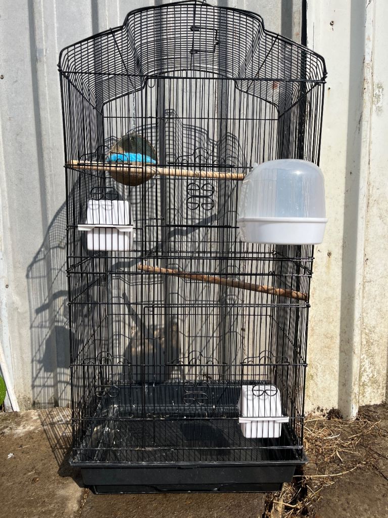 Bird cage 