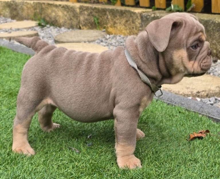 12 English bulldog pups 8wks 1st jab done 4x girls 8xboys 
