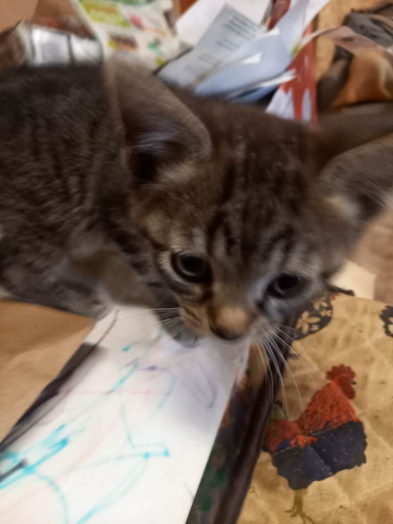 Kitten's 