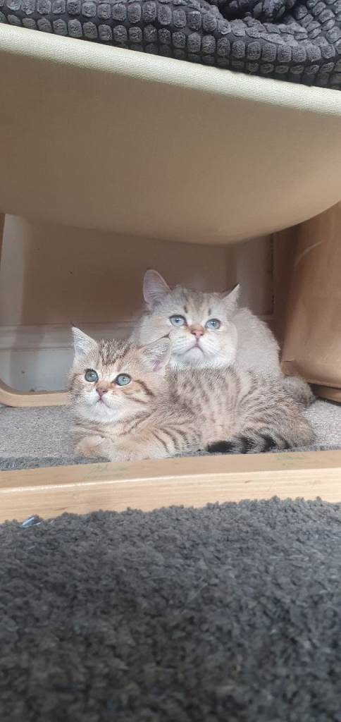 British Shorthair Black Golden Spotted tabby kittens