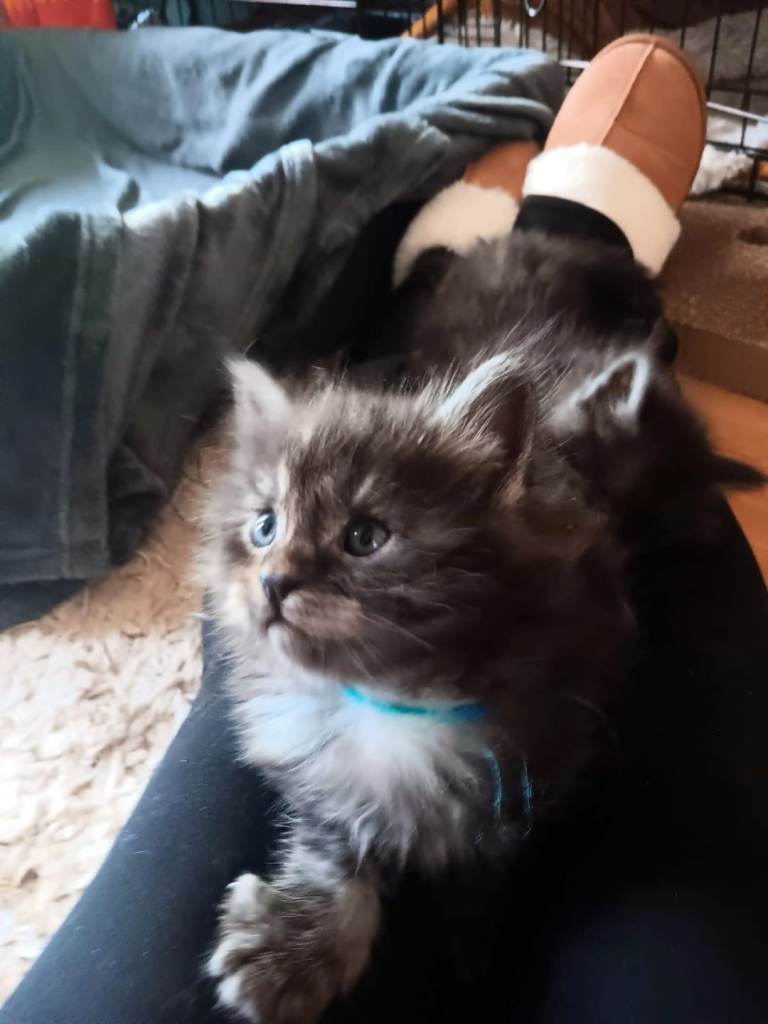 Purebred maine coon kittens 