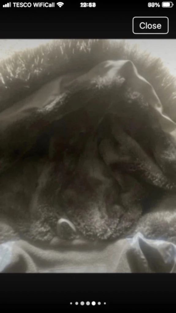 Kings will dream winter coat