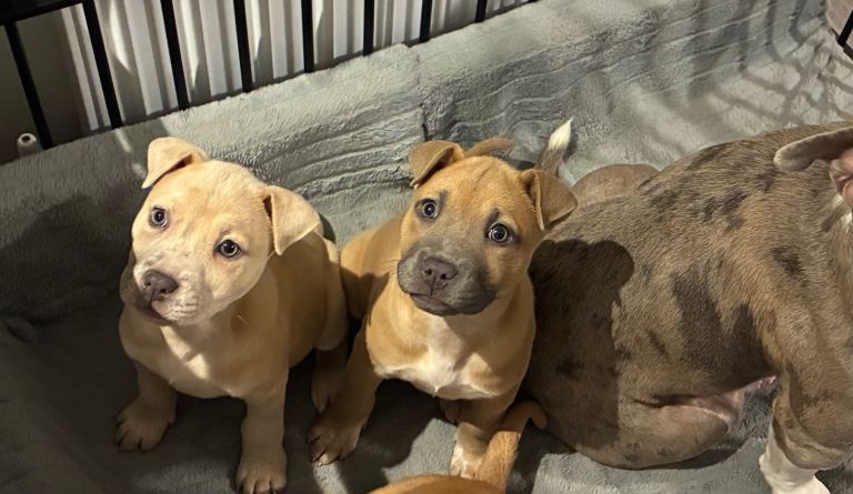 Pocket bully X shar pei pups 