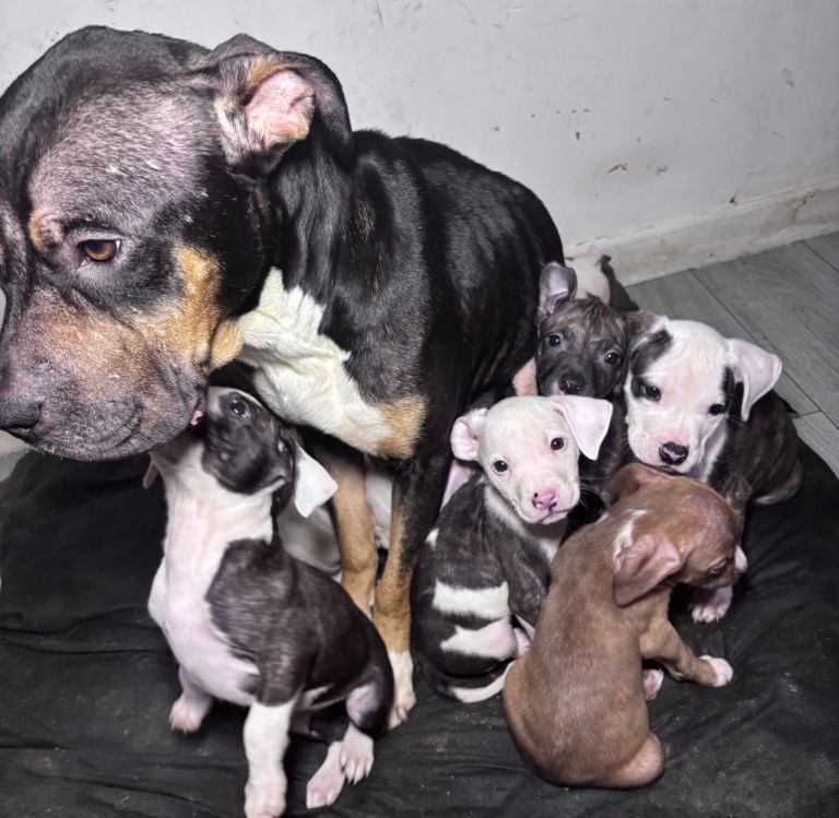 American Bulldog x Staffy 