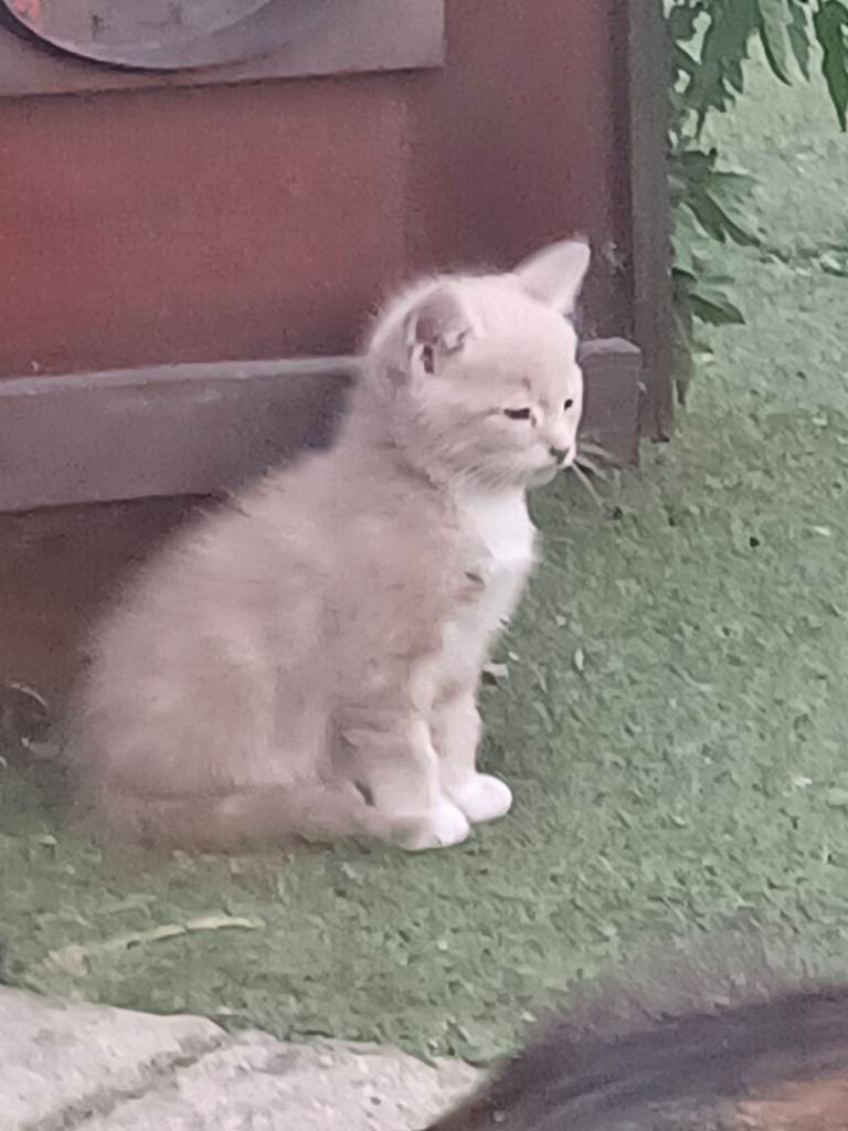 ADORABLE KITTENS FOR SALE. ALL ARE VET CHECKED, LITTER TRAINED AND CAN USE A CAT FLAP.