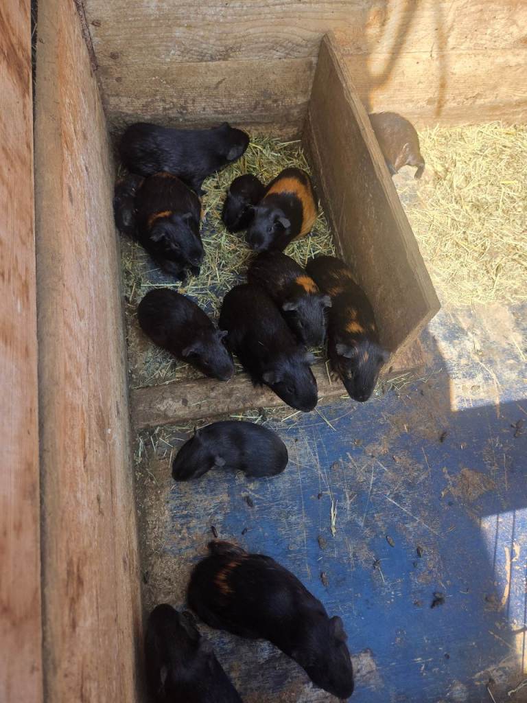 Guinea Pigs 