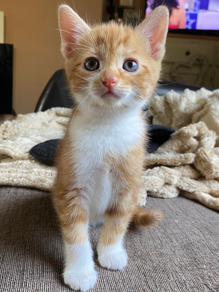 🐾 Adorable Kittens Looking for Loving Forever Homes
