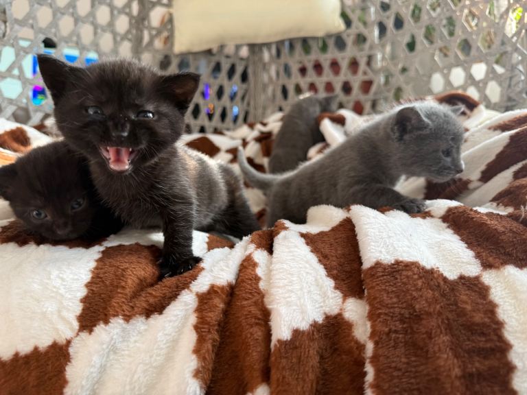 Kittens for adoption