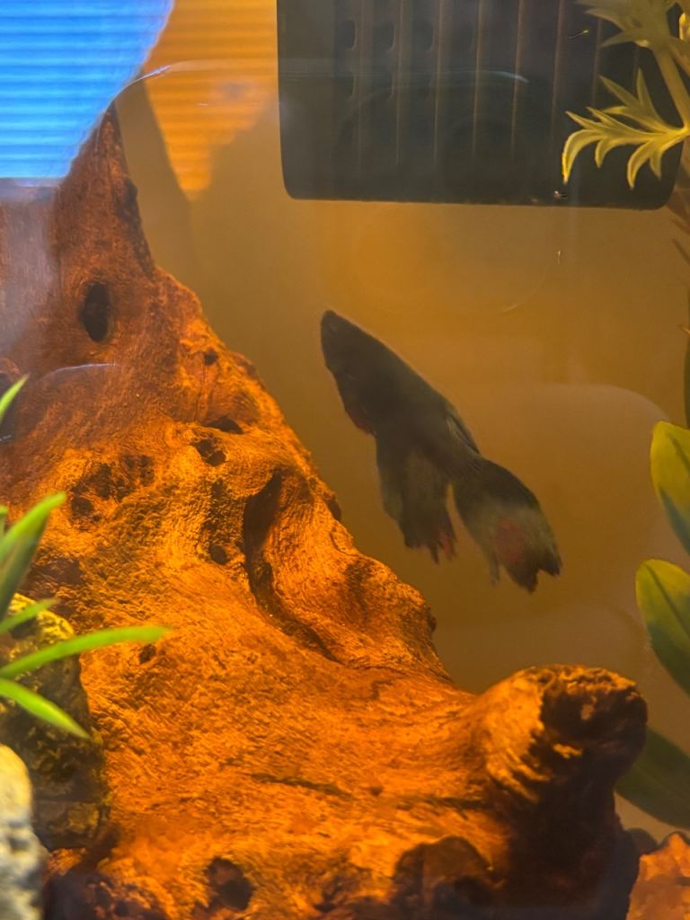 free fish tank wanted 