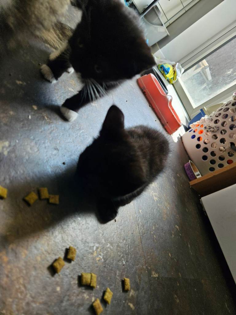 Kittens ready for forever home 