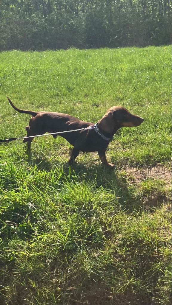 Miniature Dachshund 