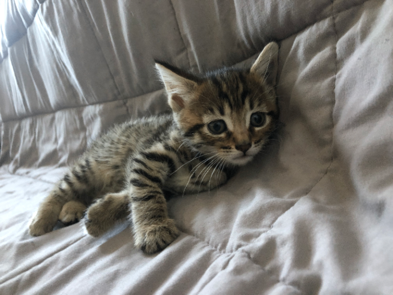 Amazing Cute Female tabby kitten 9 Weeks old for sale