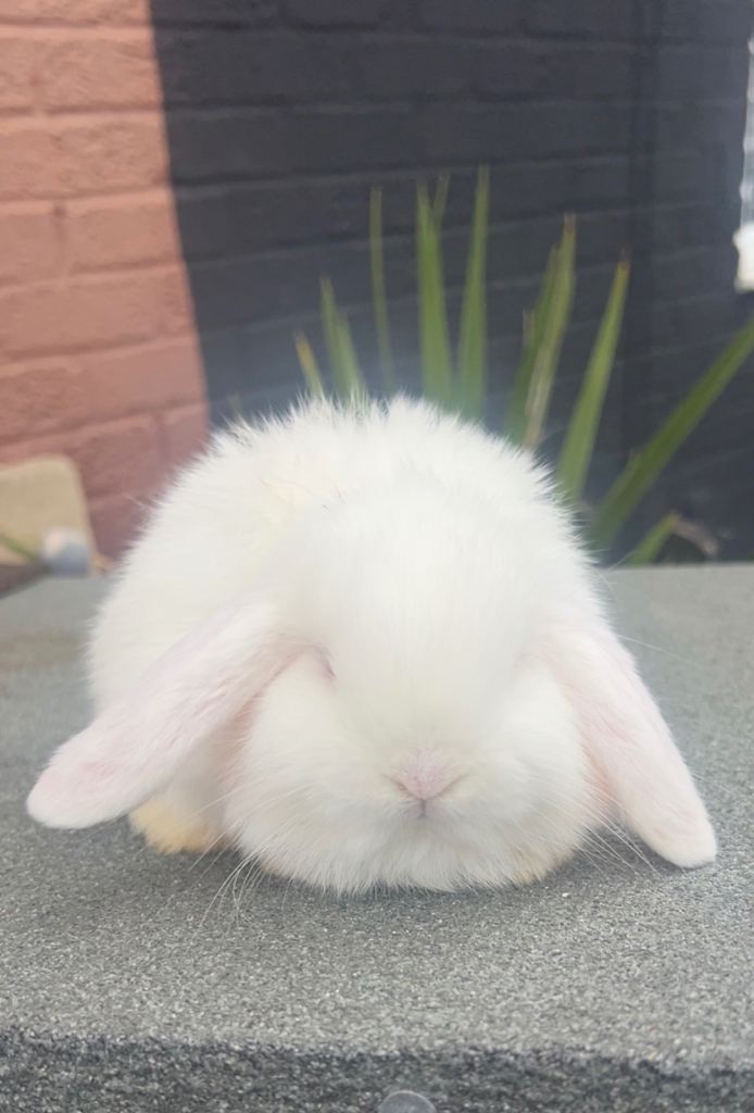 Netherland dwarf and dwarf lop babies all boys