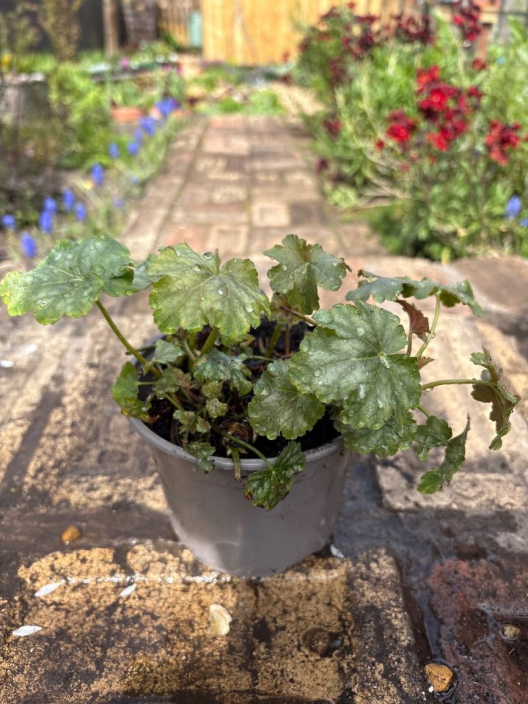 Heuchera 
