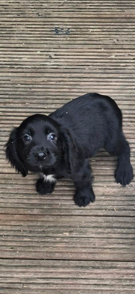 Cocker spaniel puppys