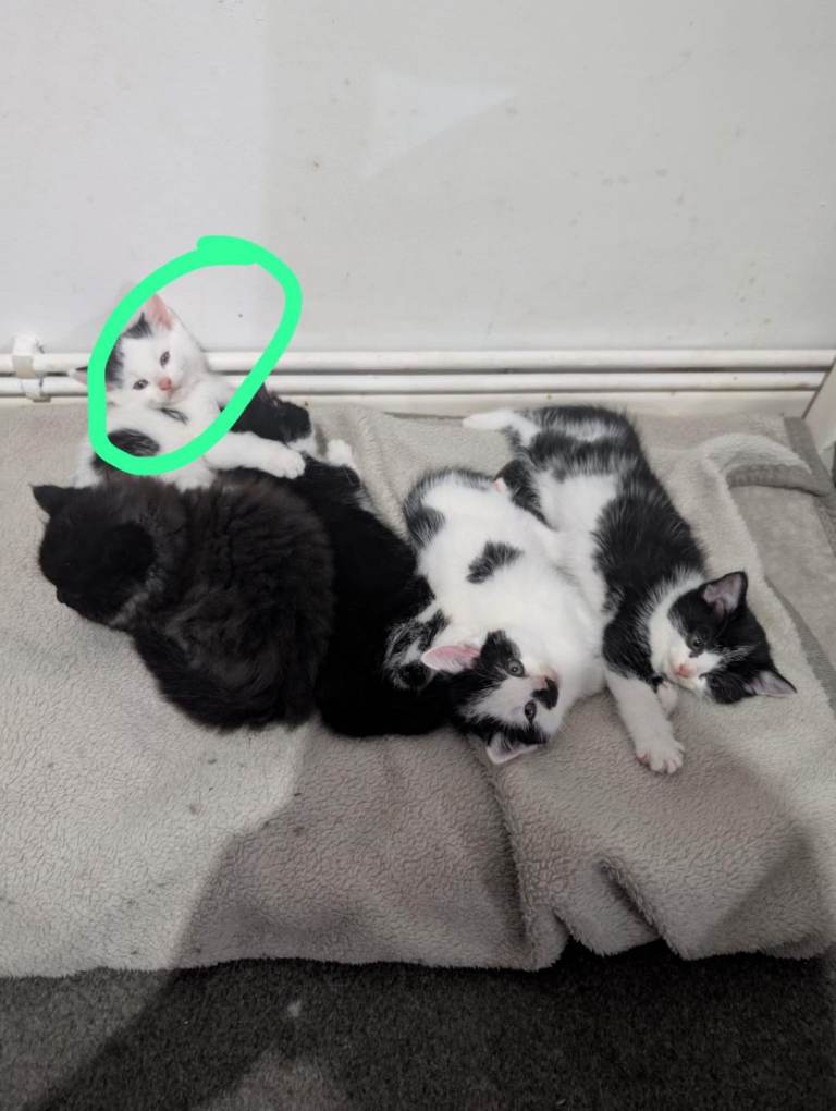 image for Kittens for sale £50 each