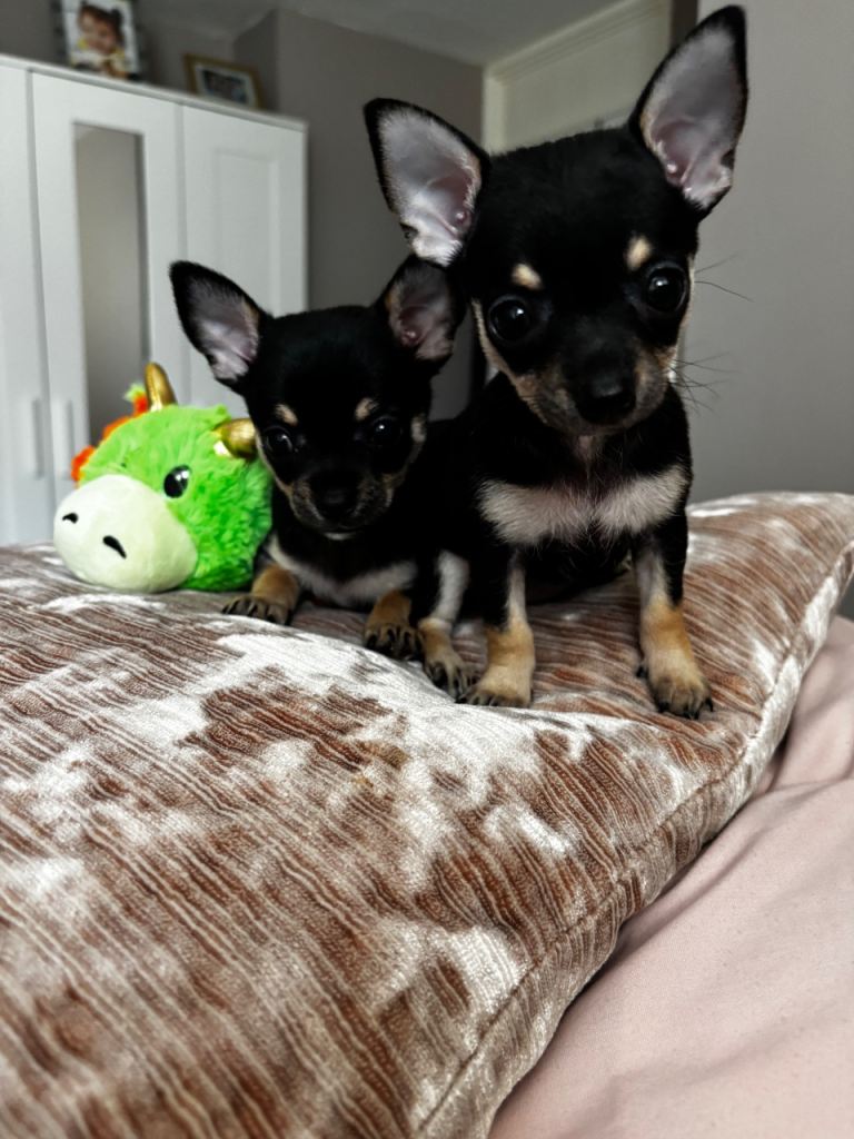 Full Breed Chihuahua Puppies For Sale 