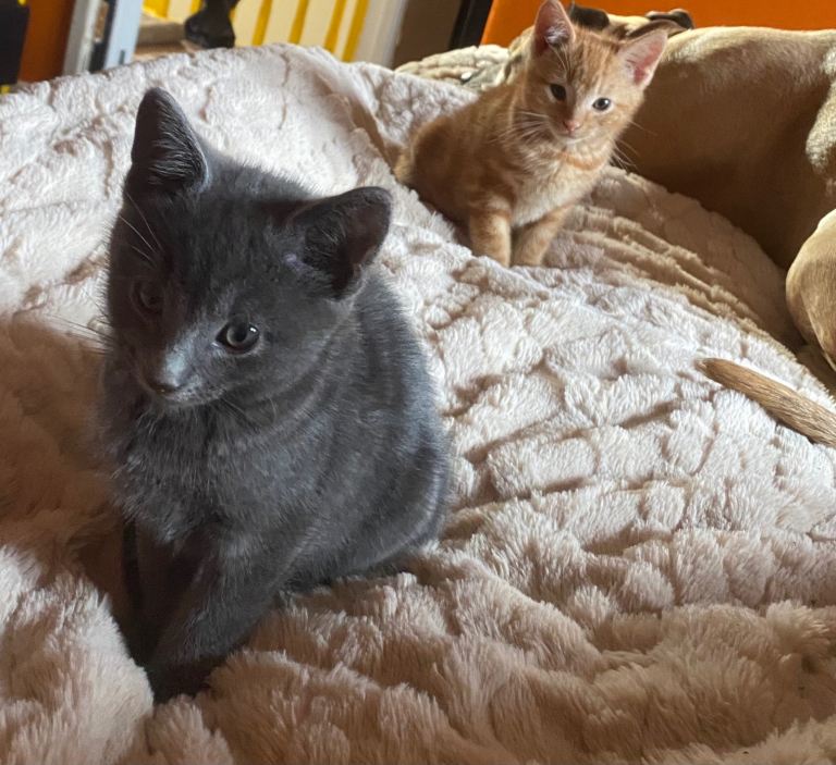 Kittens for sale