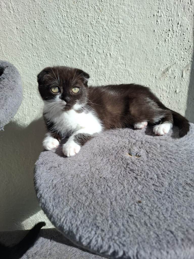 Adorable kittens looking for forever homes