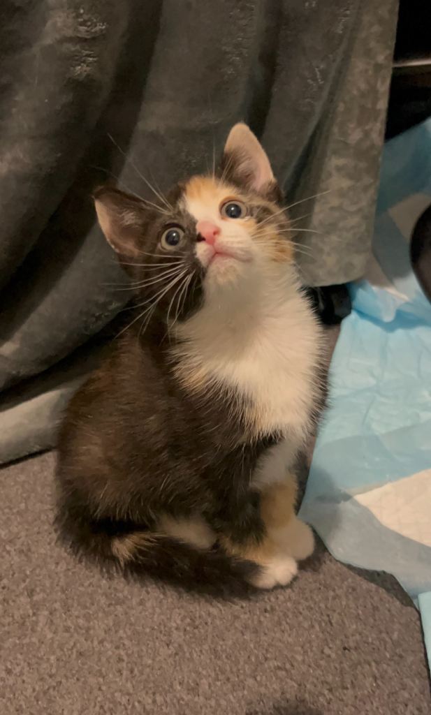 Calico & Tortoiseshell Kittens 