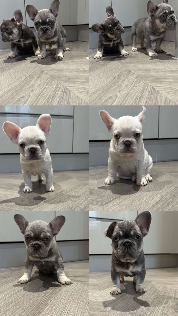 French bulldog puppies ready for new homes 🏠❤️🐾