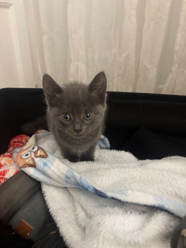 Kittens for sale 