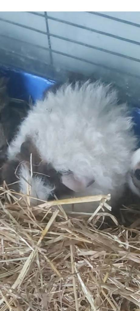 Guineapigs 