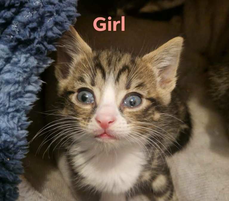 4 kittens ready to home at the end of June 🐾