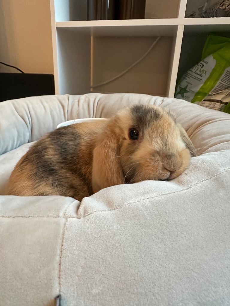 Beautiful mini lop male rabbit and everything included! 
